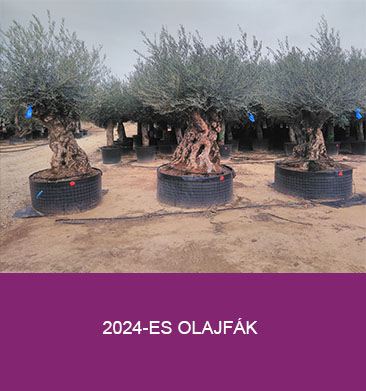 2024-es olajfák