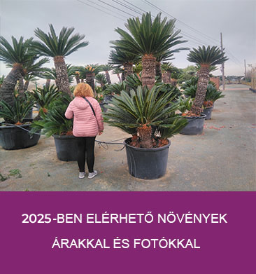 2024-ben elérhető növények árakkal és fotókkal