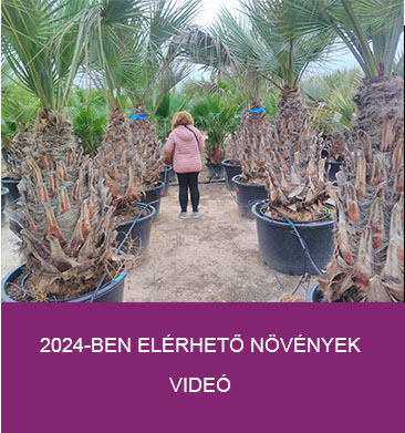 2024-ben elérhető növények videó