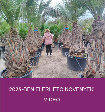 2024-ben elérhető növények videó