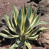 Pálmavilág - Agave