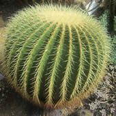 Pálmavilág - Kaktuszok
