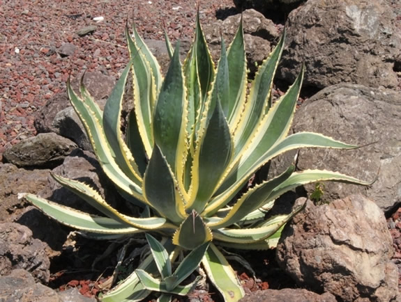 agave2