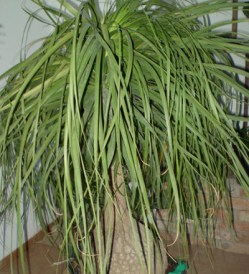 beaucamea-recurvata-40-60cm_kat