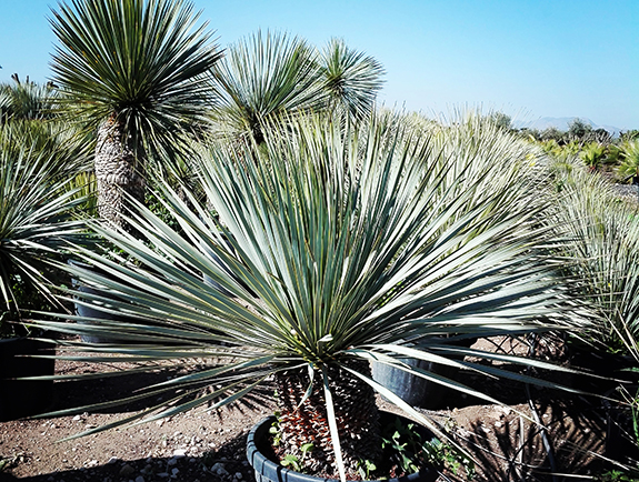 yucca_kat_uj