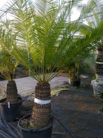 Cycas-Rumphi