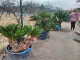 Cycas_Revoluta_csoport_2024