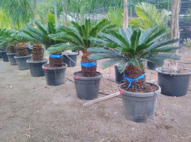 Cycas_Revoluta_nagy_2024