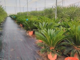 Cycas_revoluta_2024