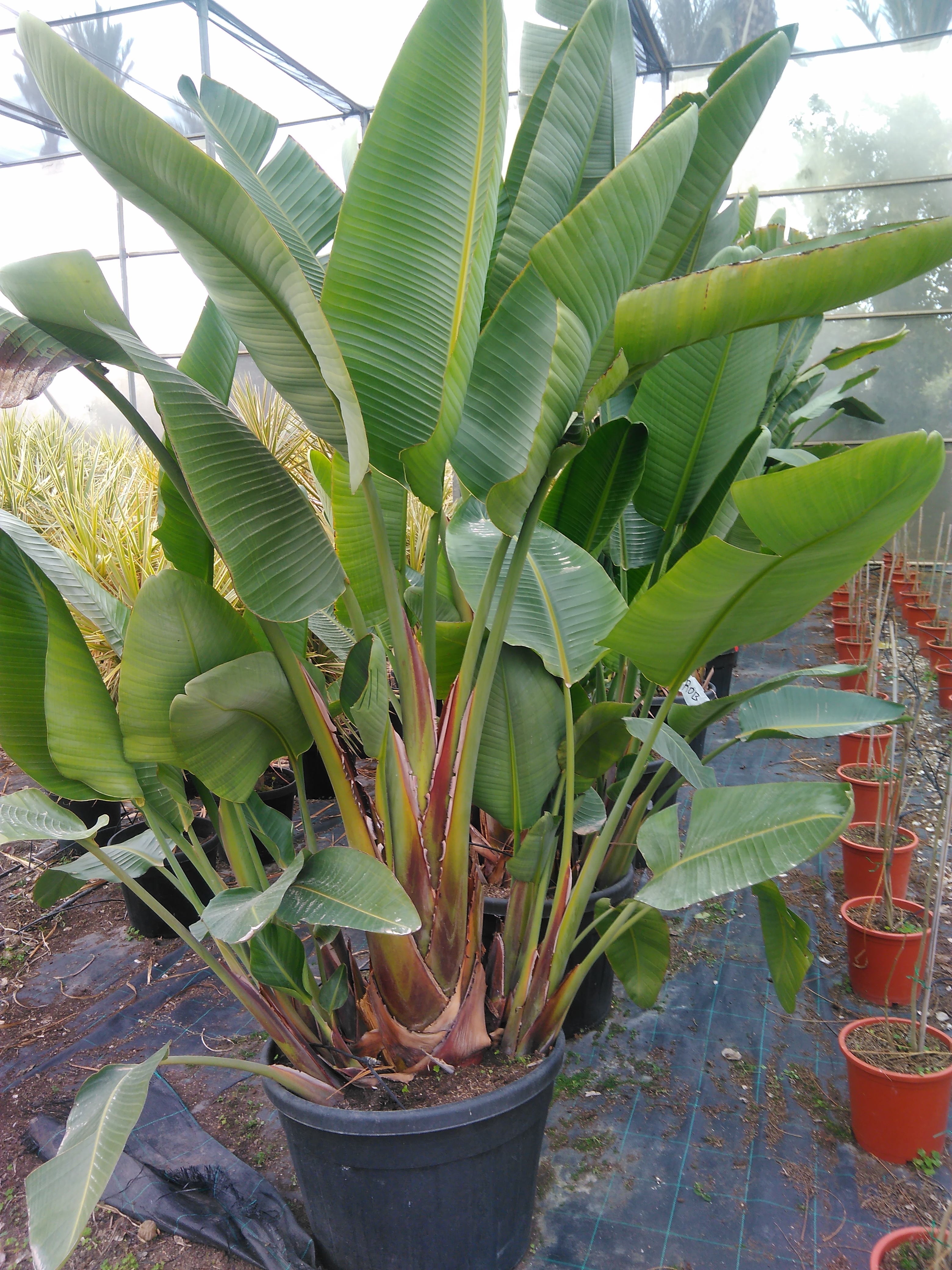 Strelitzia Reginae