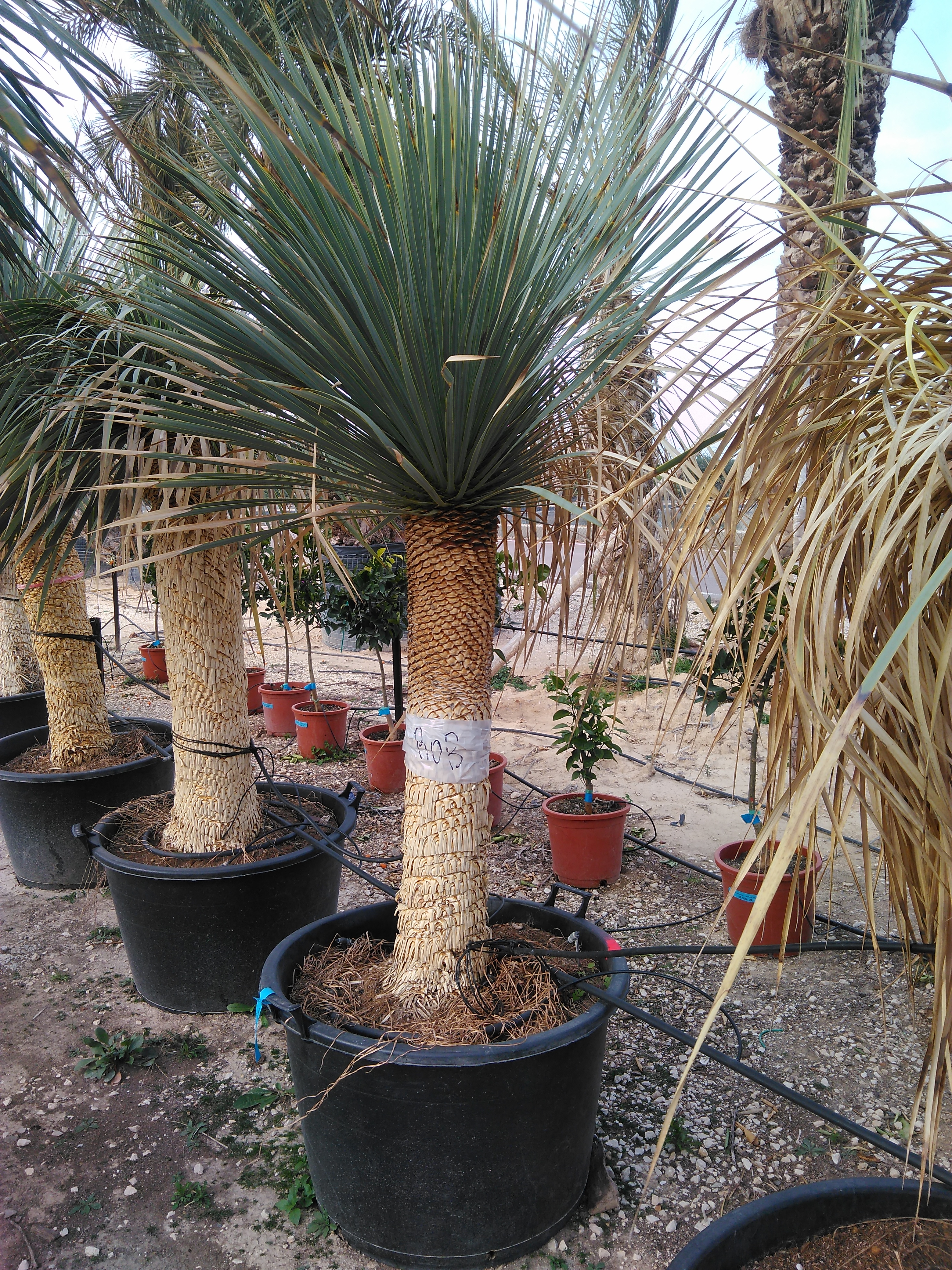 Yucca Rostrata 90-100cm