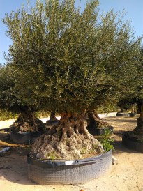 Oliva-bonsai-orias4