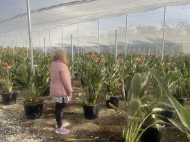 Strelitzia_Teginea_45.000_mod
