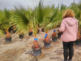 Washingtonia_Robusta_Torzs_50cm_2024