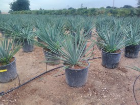 Yucca_Filimentosa_2024