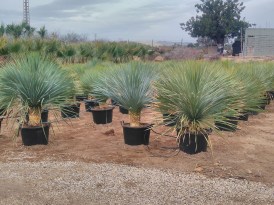 Yucca_Rostrata_2024