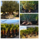 2025 ÚJ NÖVÉNYEI HAMAROSAN ÉRKEZNEK!