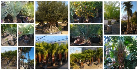 2025 ÚJ NÖVÉNYEI HAMAROSAN ÉRKEZNEK!