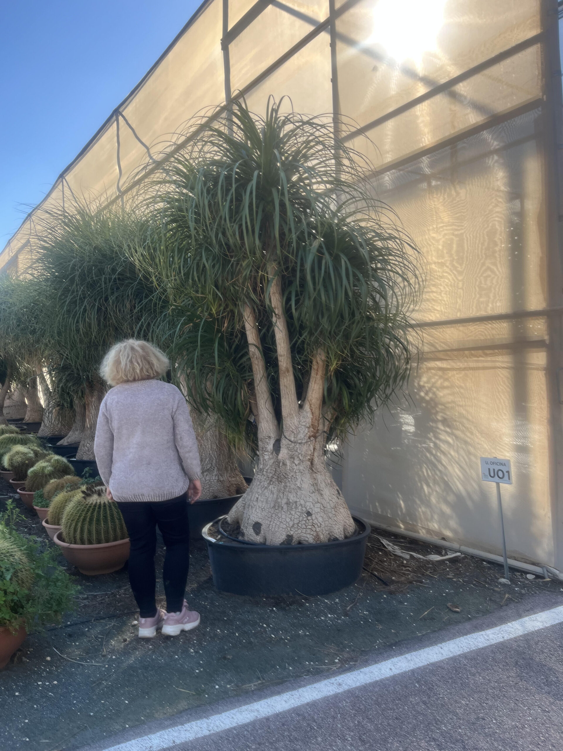 BeucarneaRecurvata750