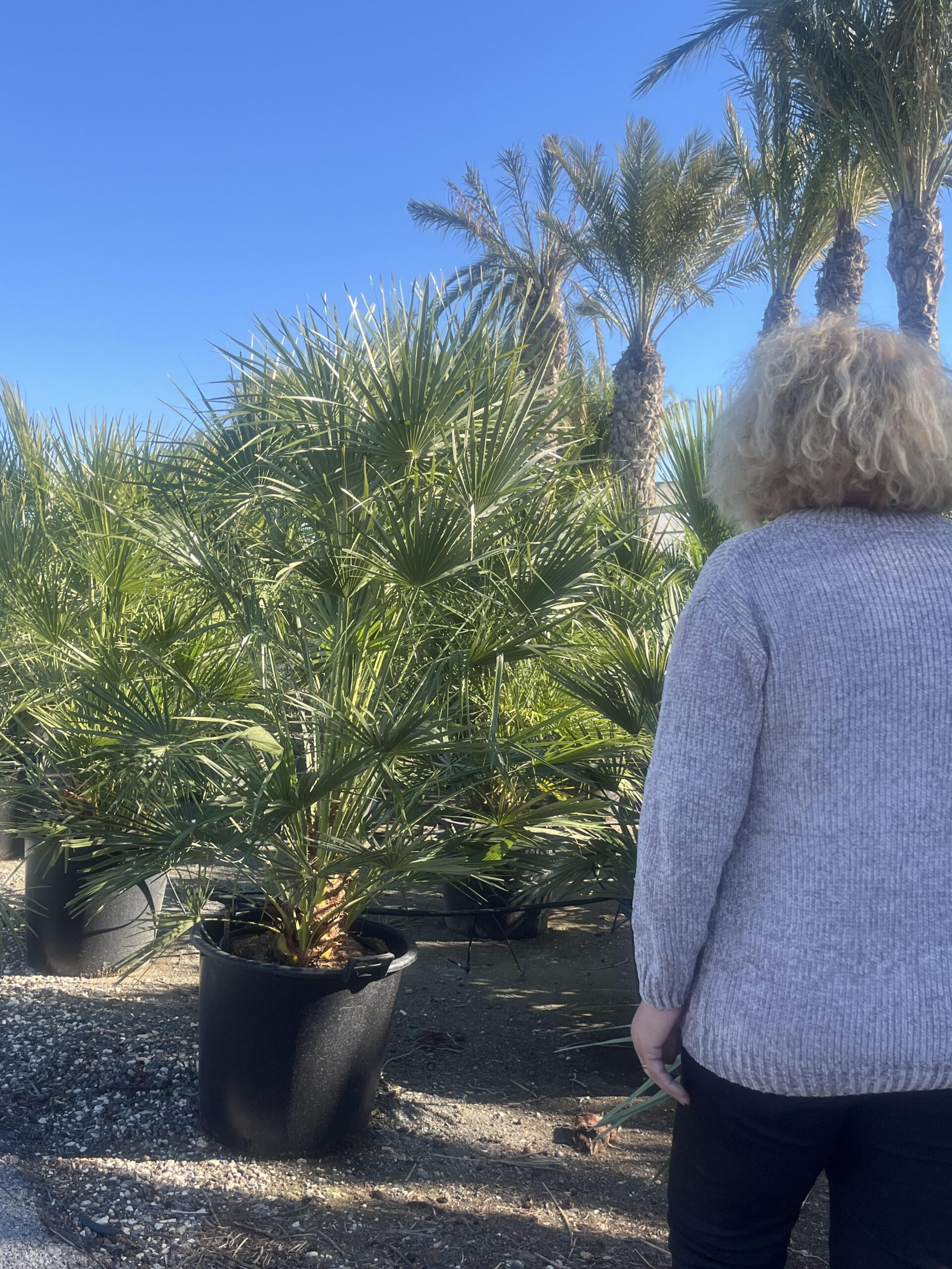 ChameoropsHumilis120