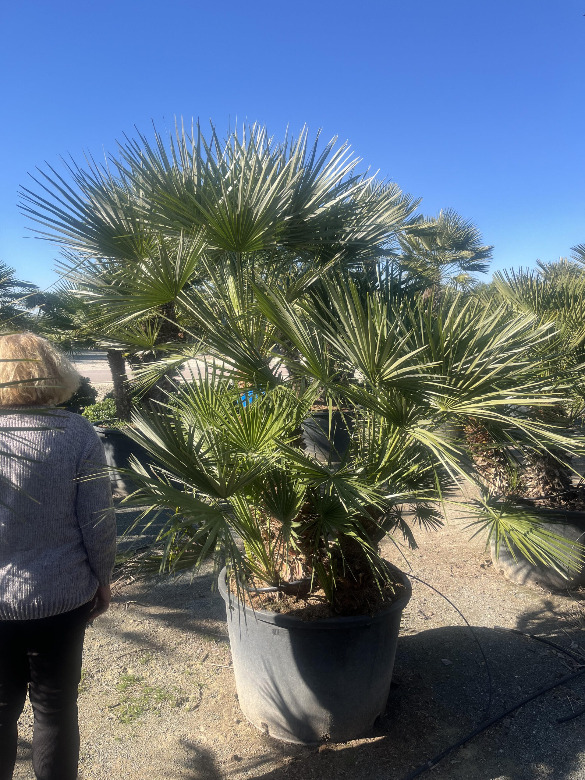 ChameoropsHumilis250