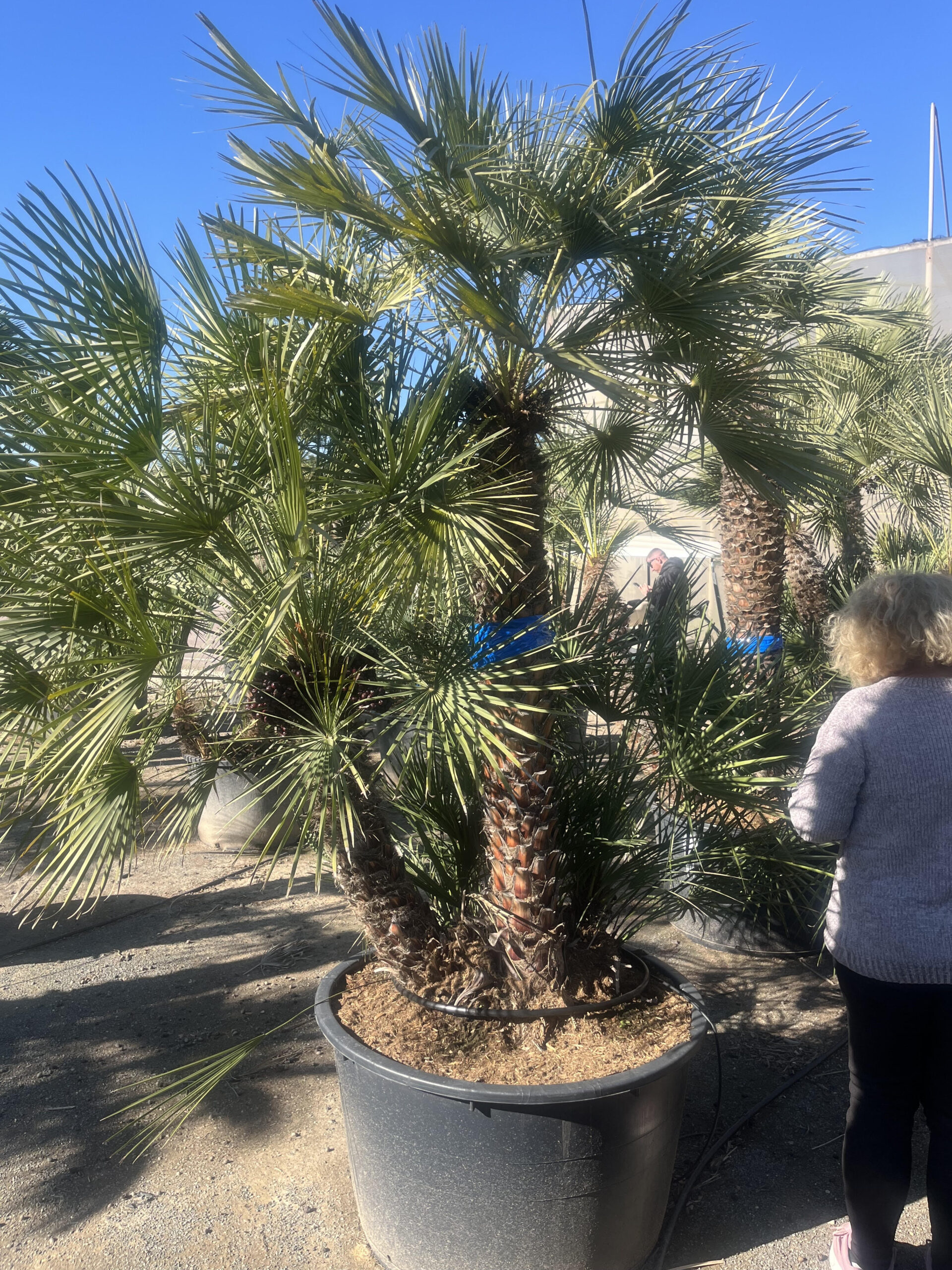 ChameoropsHumilis250b