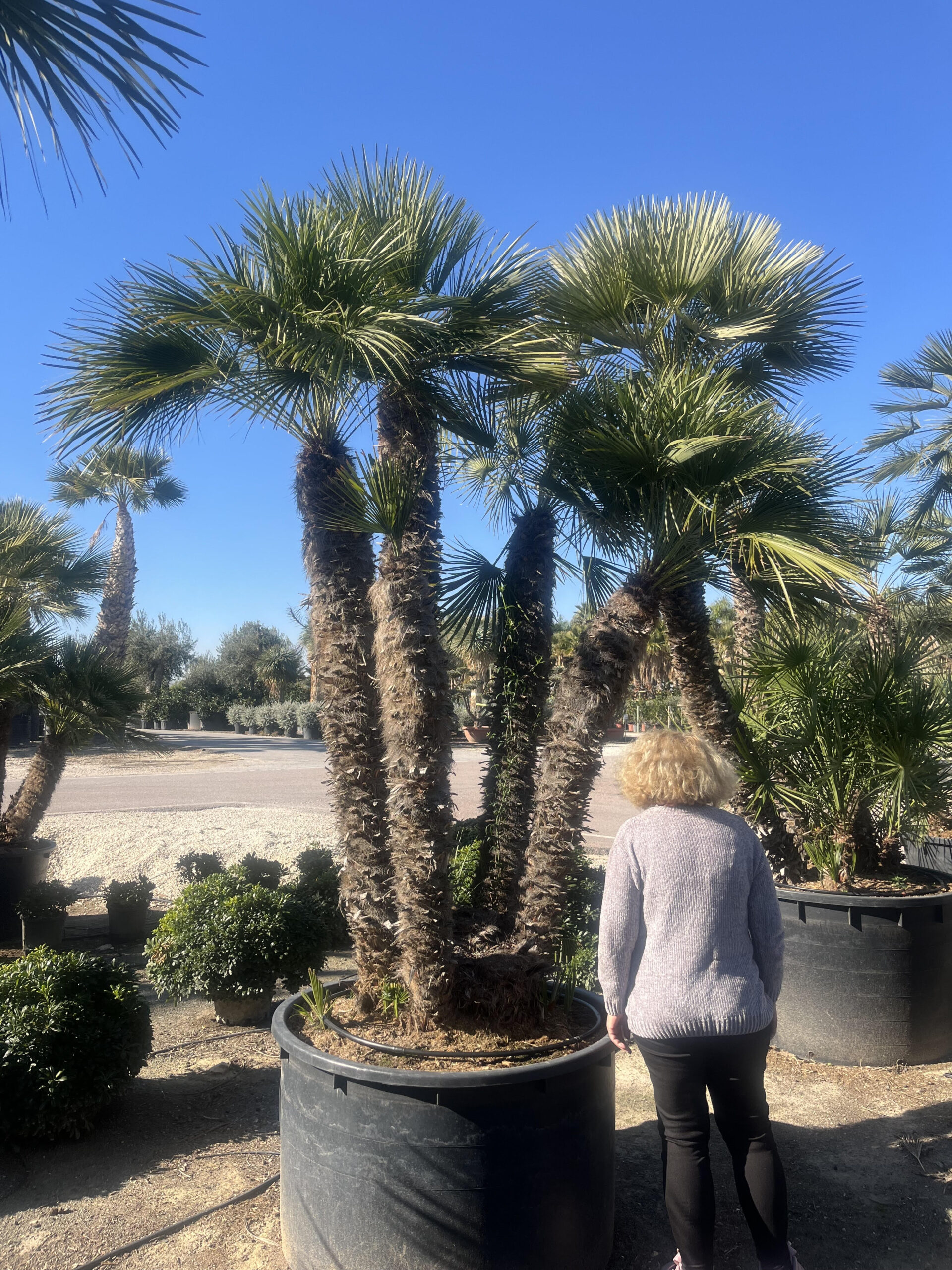 ChameoropsHumilis380