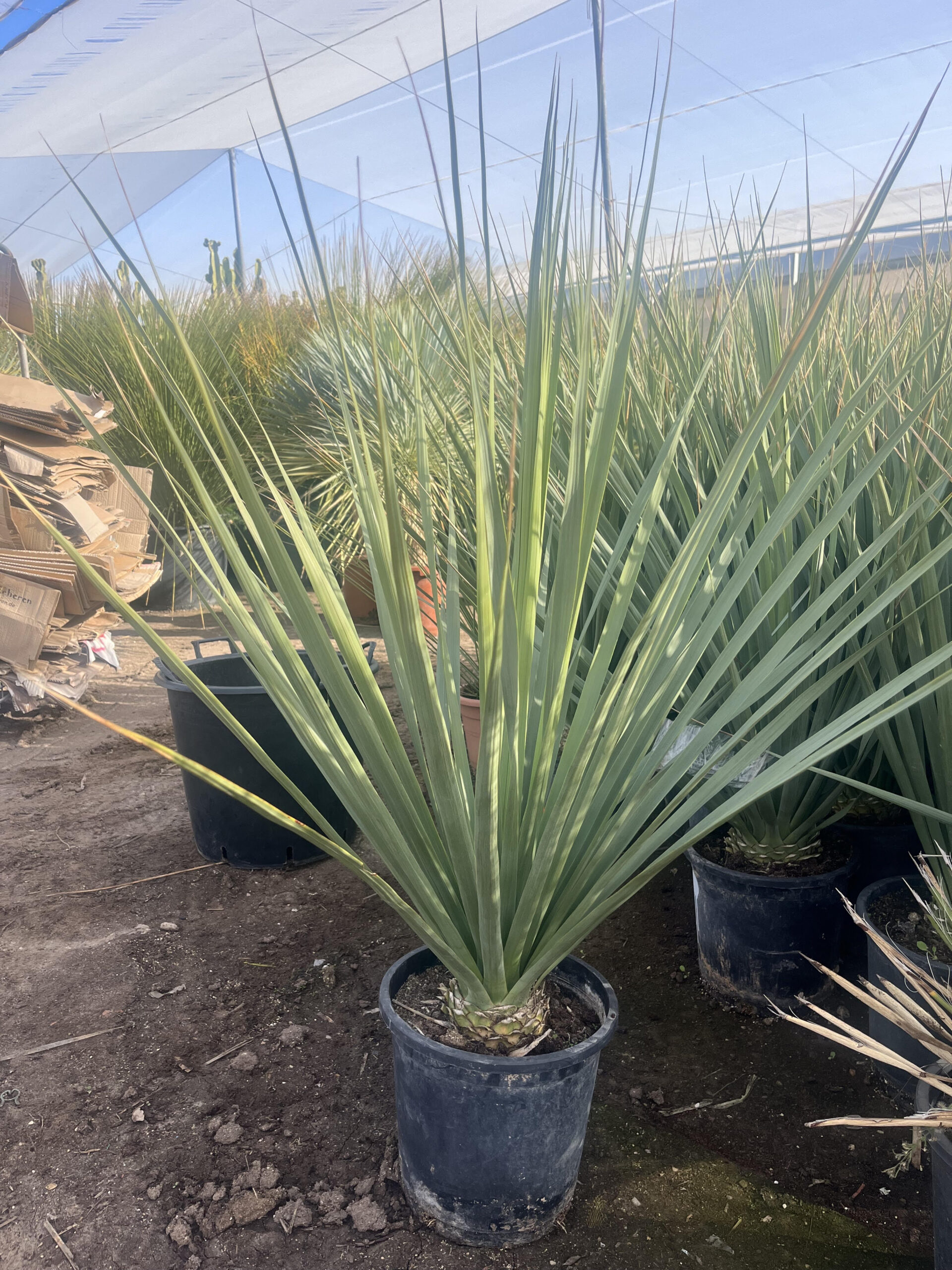 Dasilirionwheeleri40