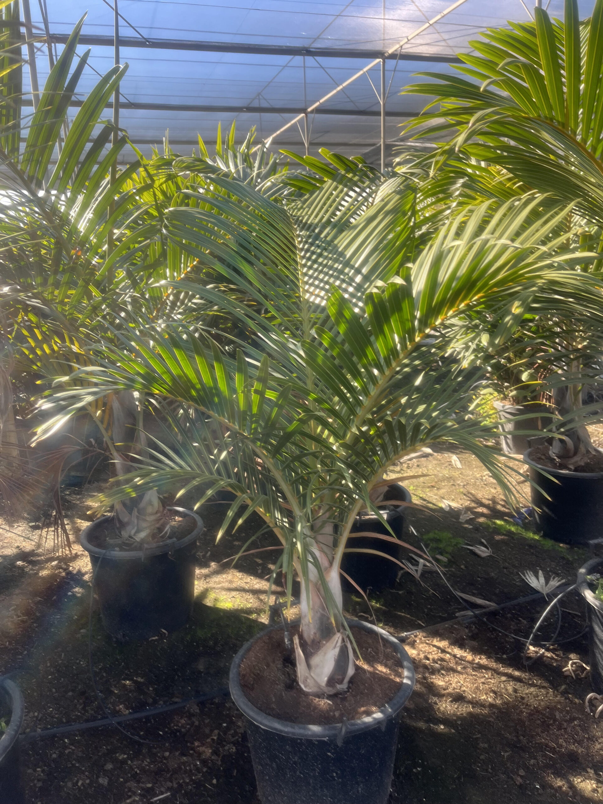 Dypsisdecaryiharomszogpalma