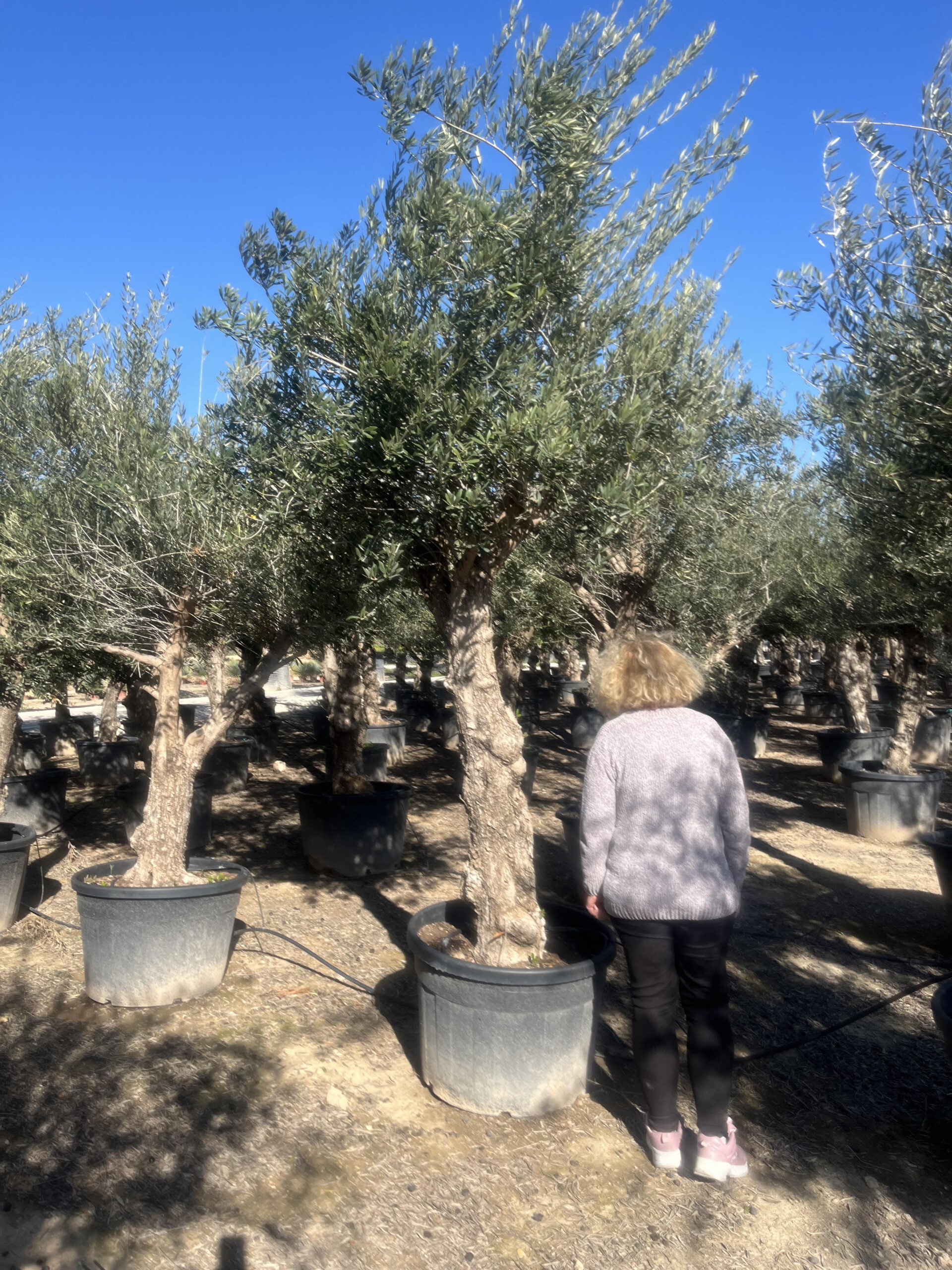 Olivaarbusto160