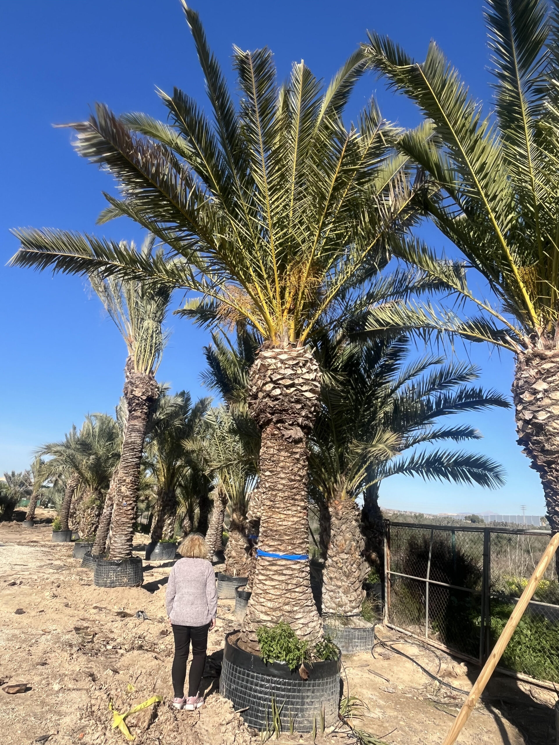 PhoenixCanariensis1500