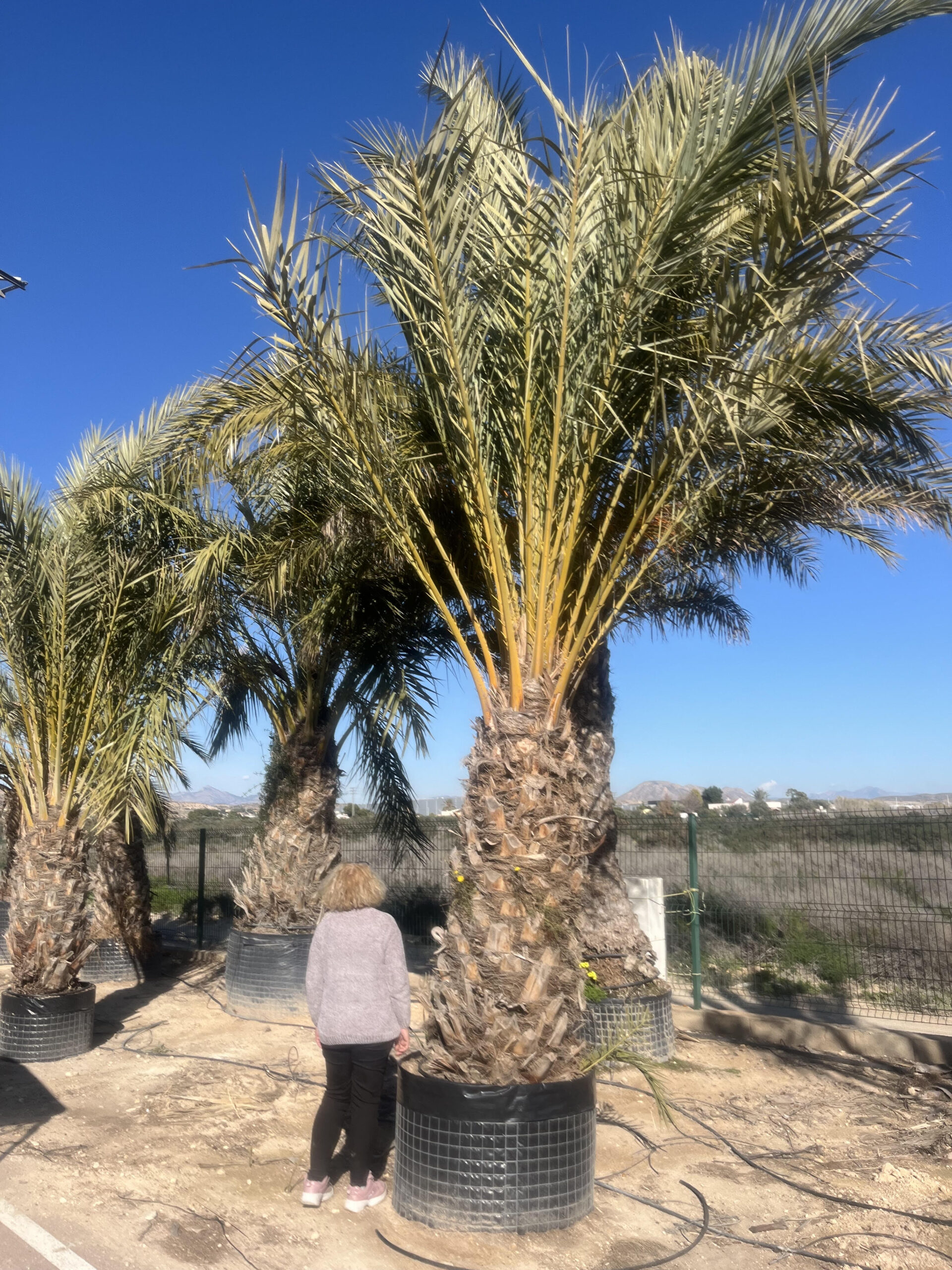 PhoenixDactylifera850