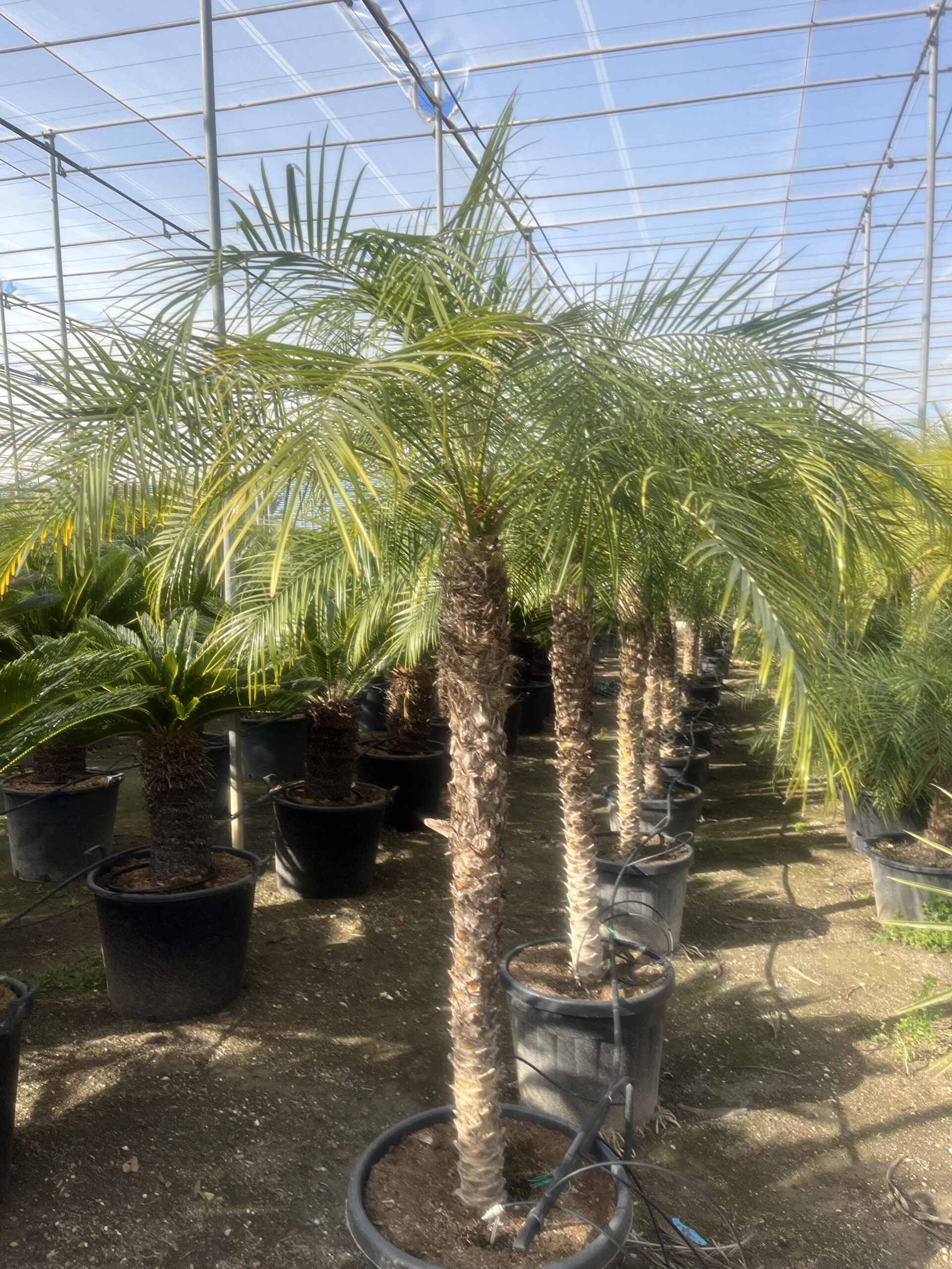 PhoenixRoebelenii110