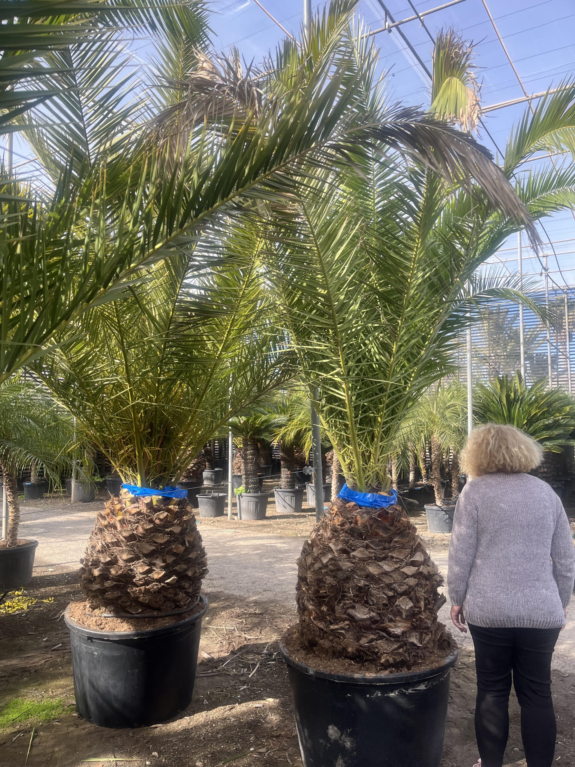 Phoenixcanariensis350