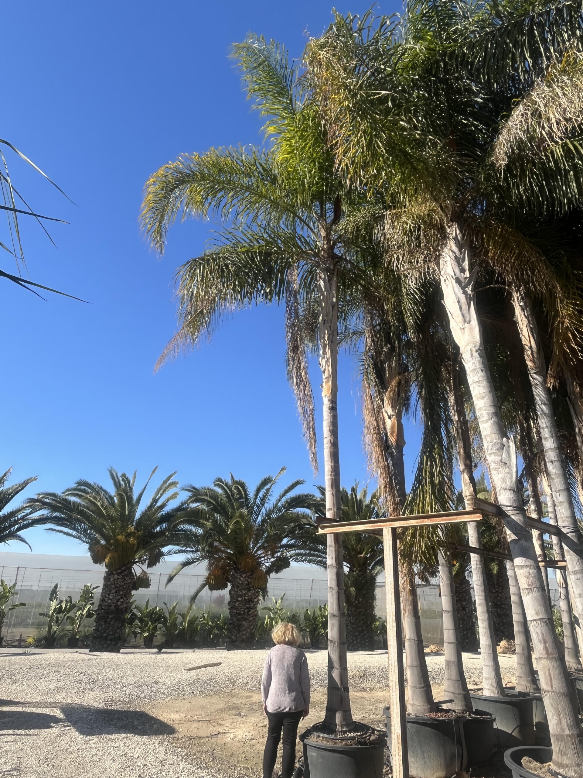 SigrusRomanzofinacoco700