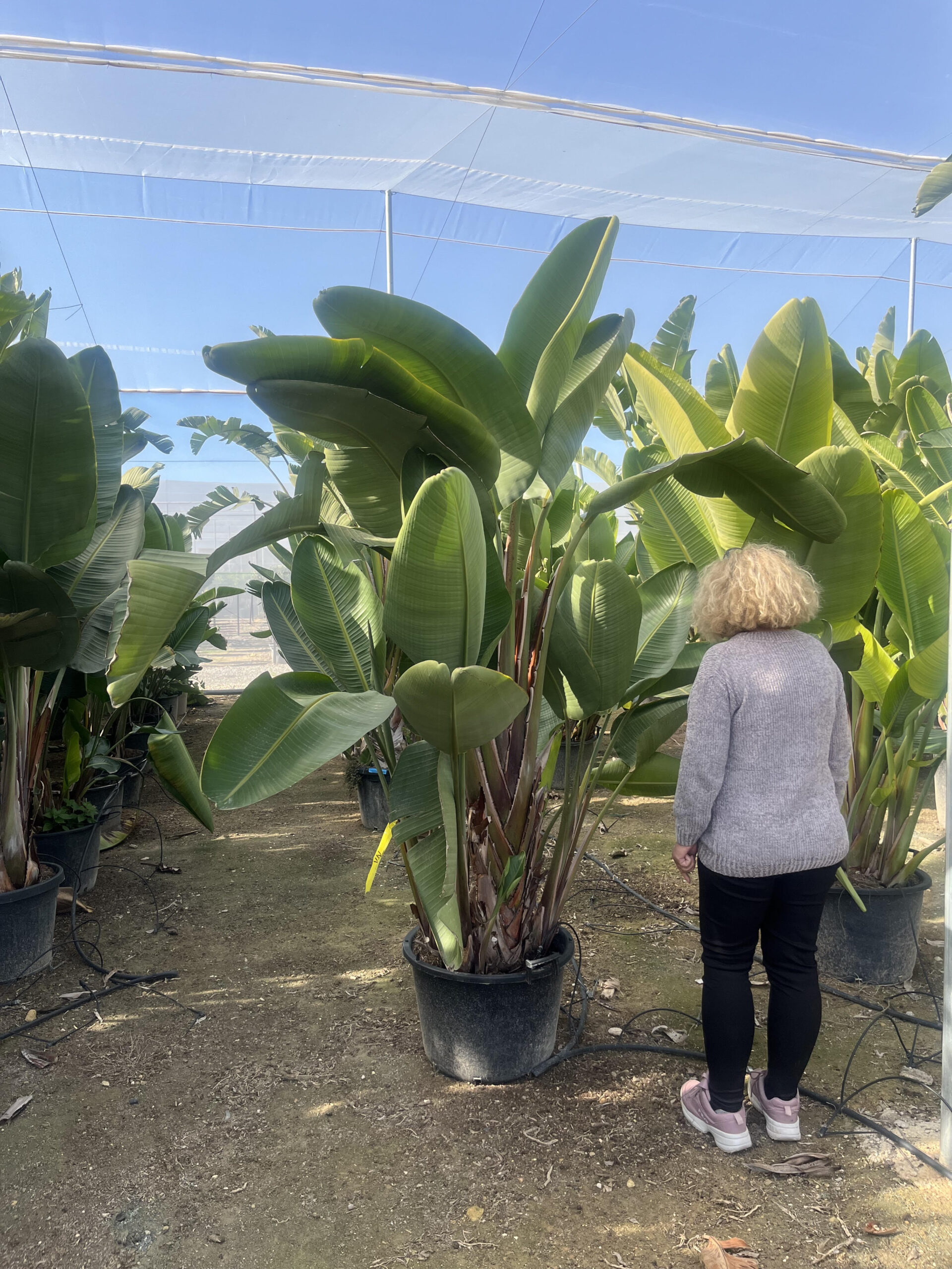 StrelitziaAugusta120