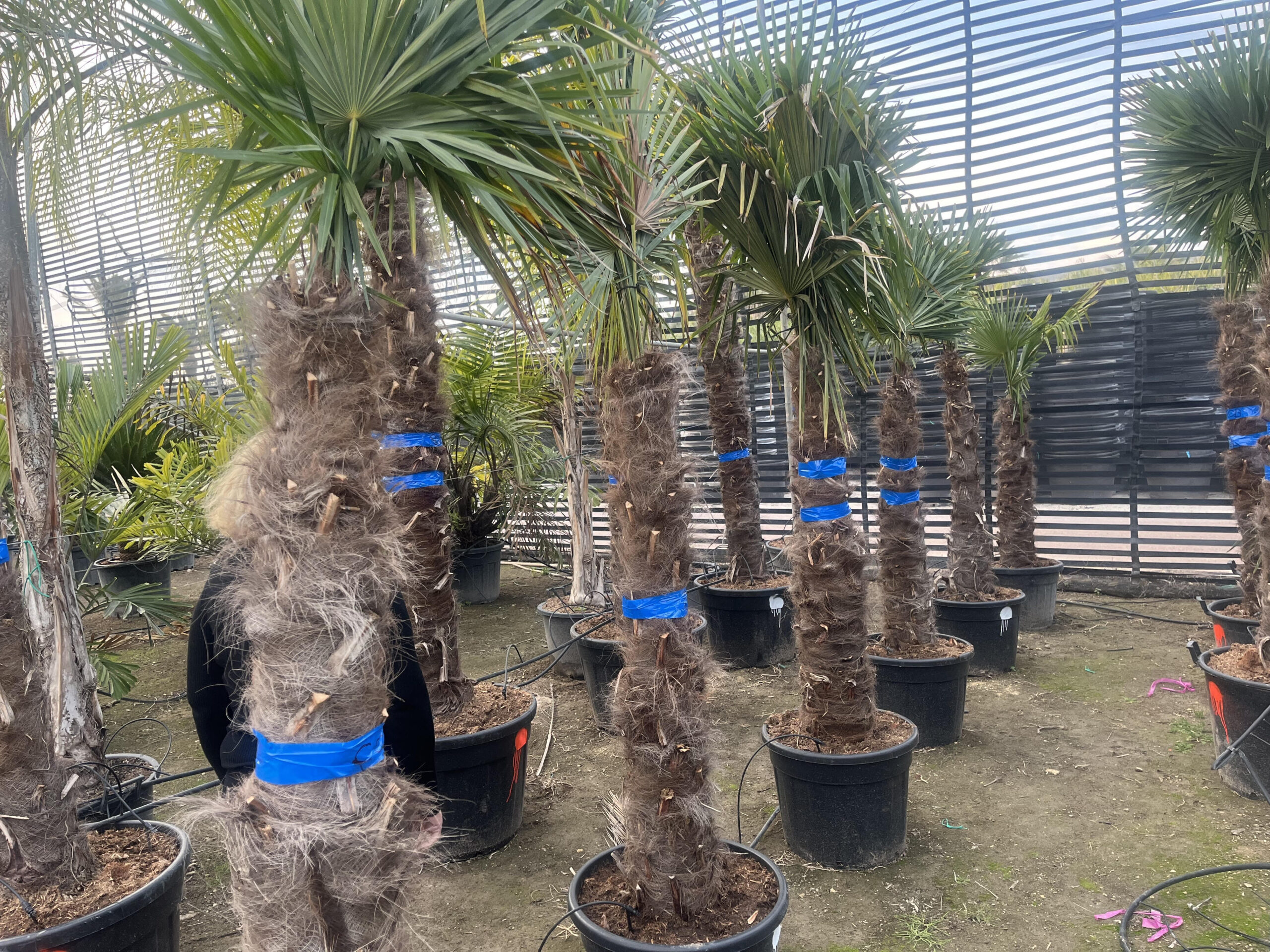 TrachycarpusFortunei150