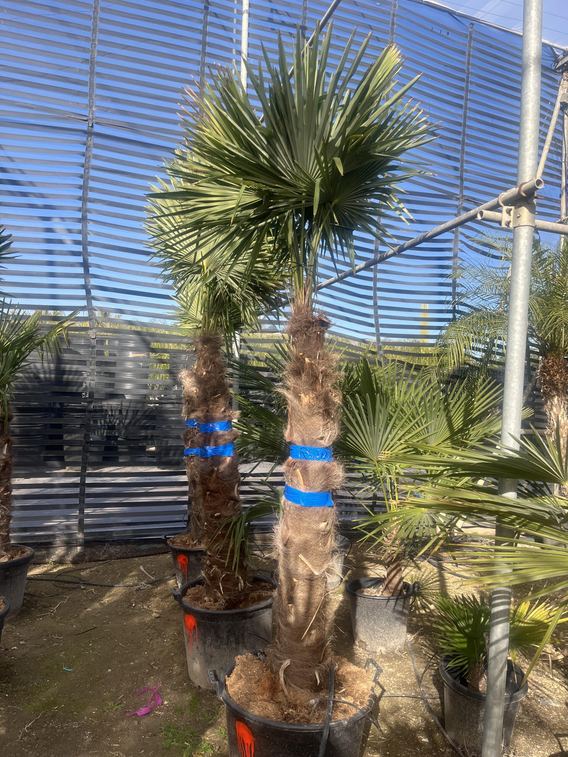 TrachycarpusFortunei150b