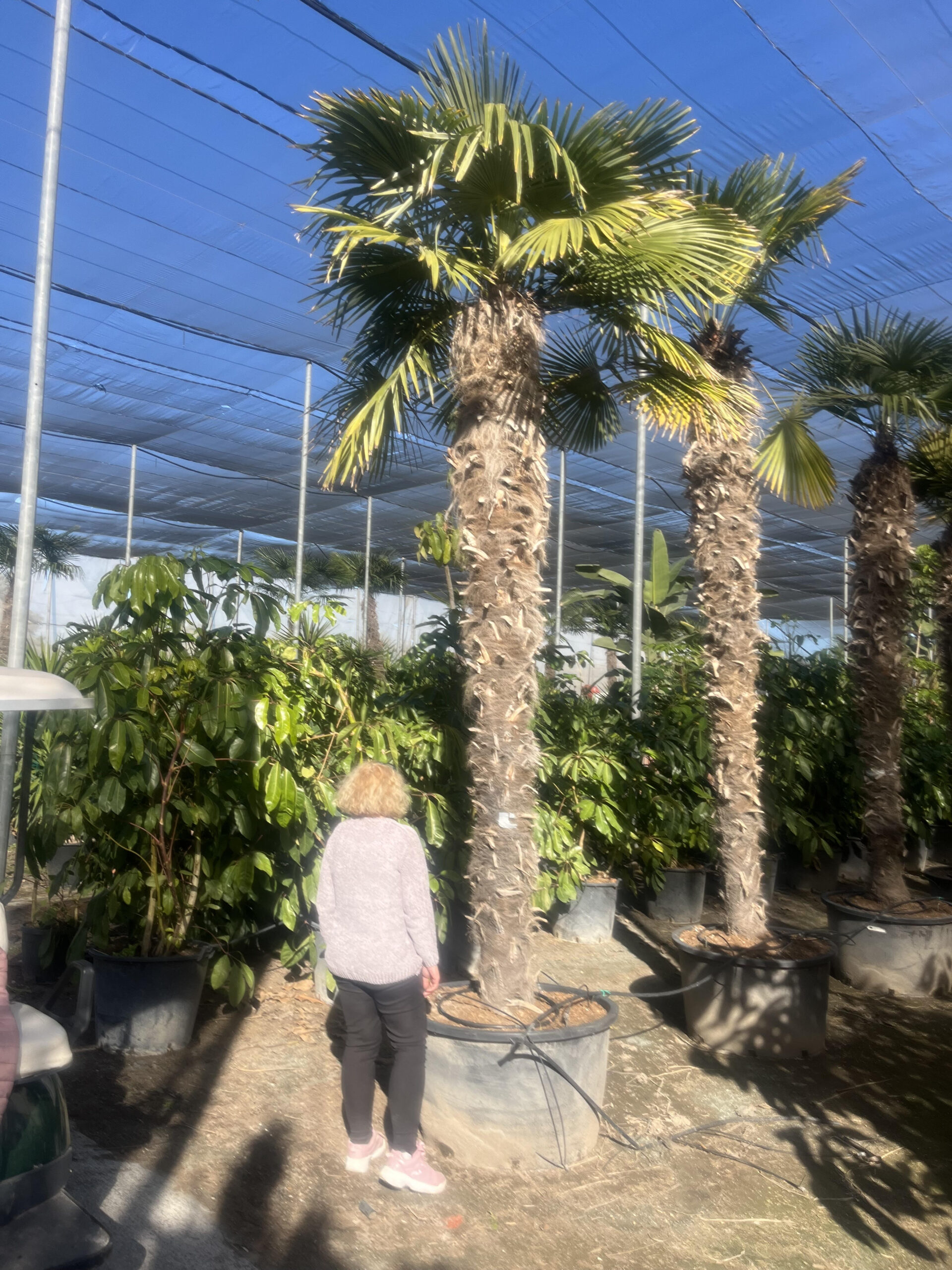 TrachycarpusFortunei350