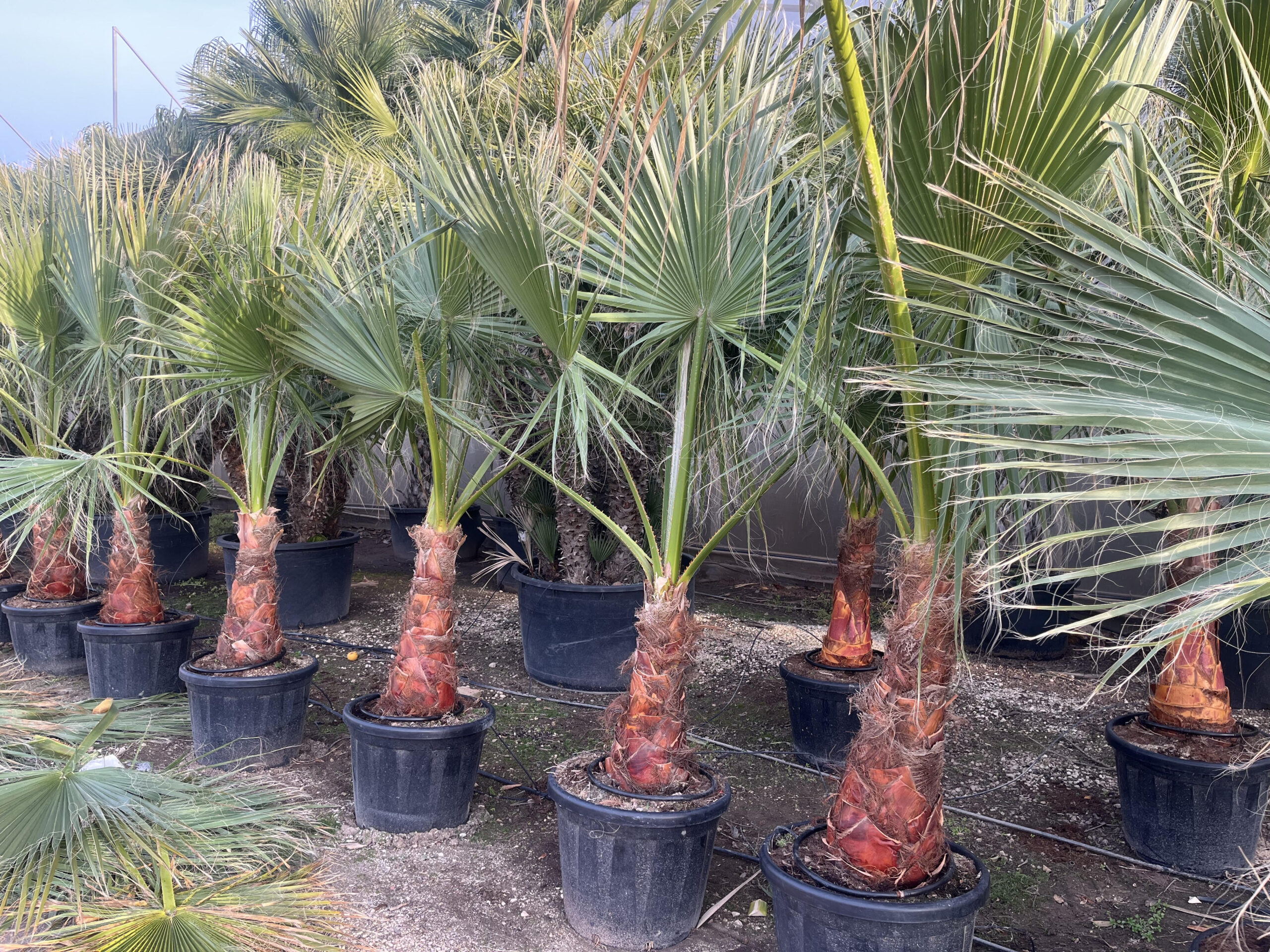 WashingtoniaFilifera60