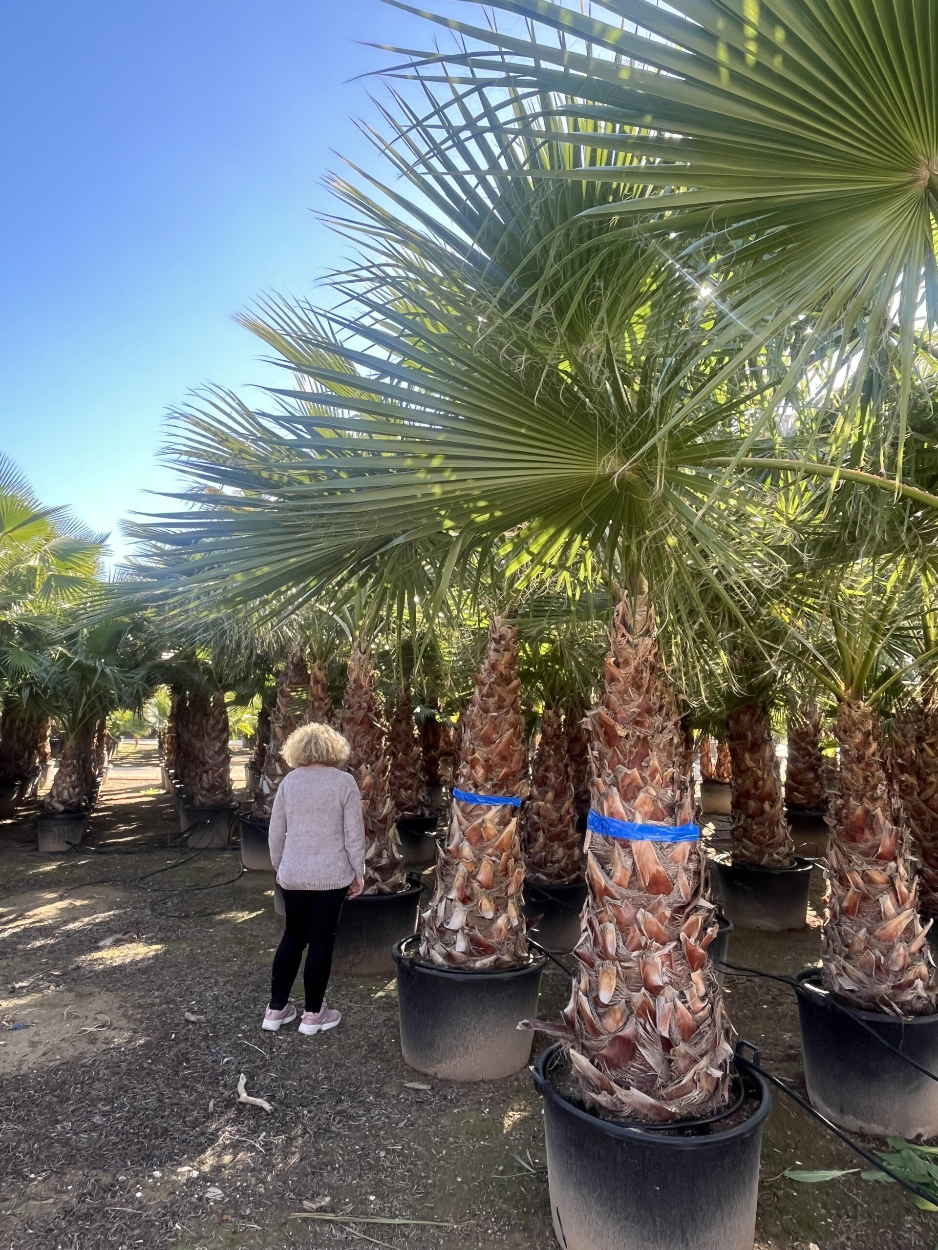 WashingtoniaRobusta120