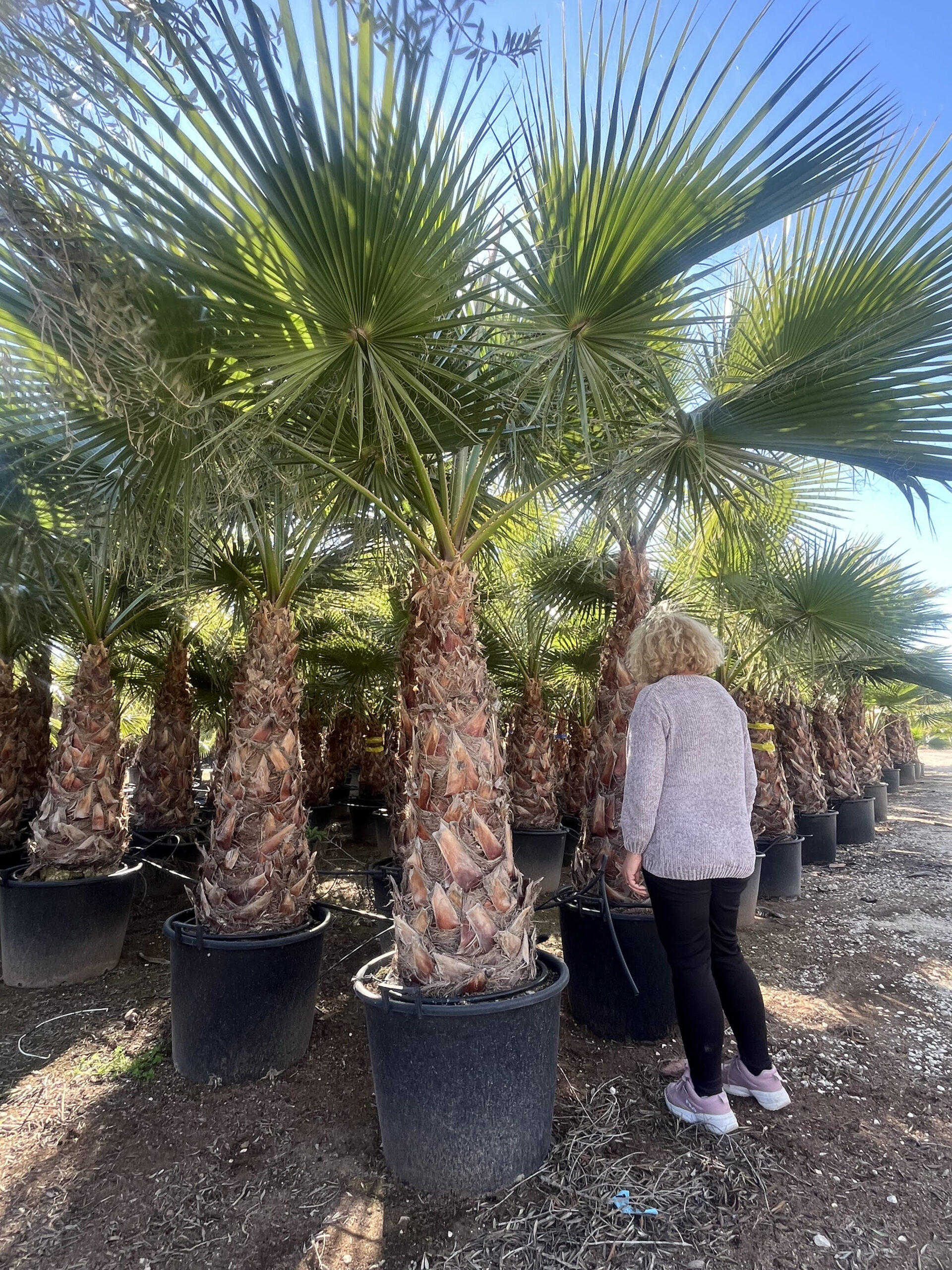 WashingtoniaRobusta80