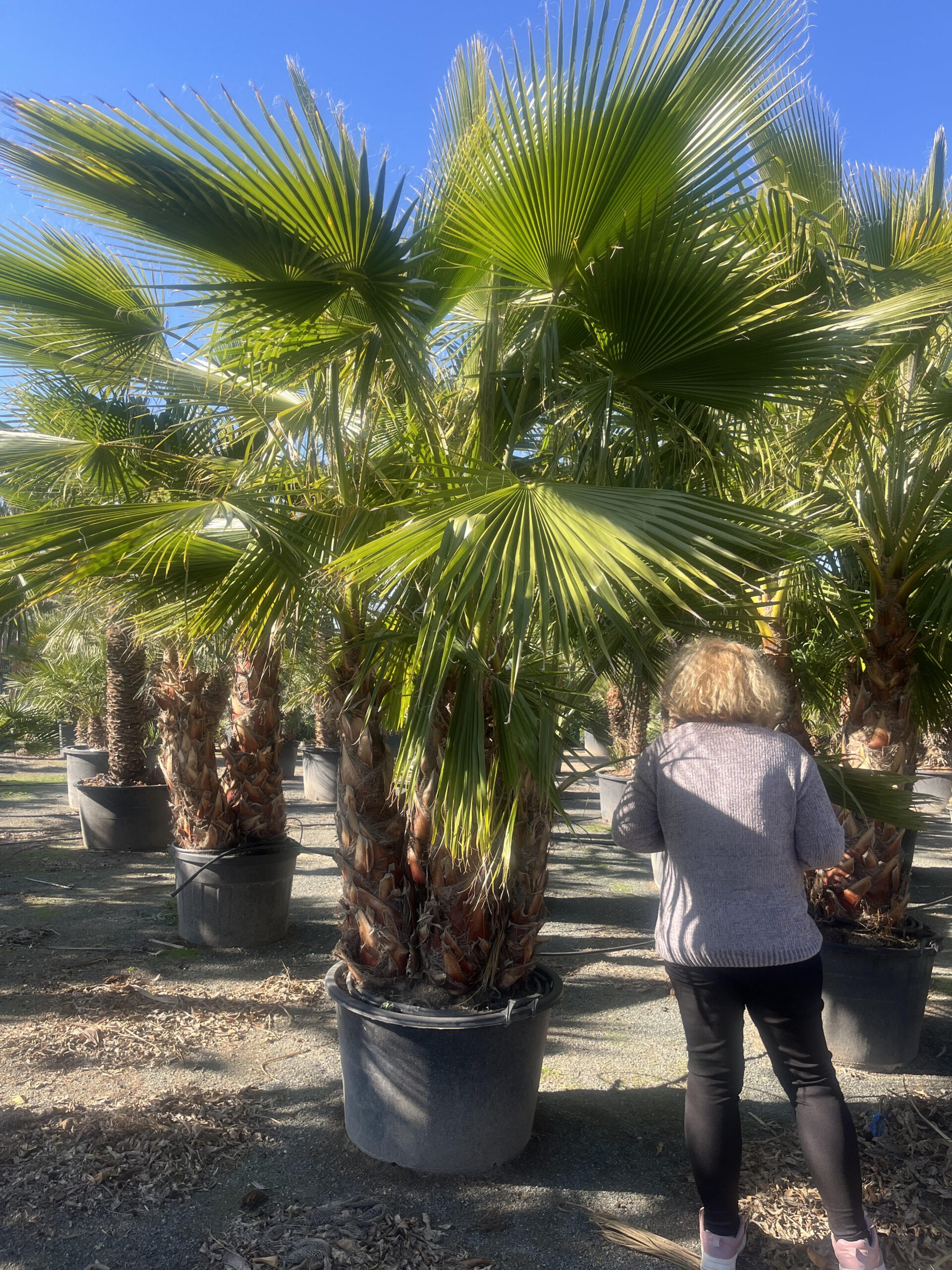 WashingtoniaRobustaháromtorzs150