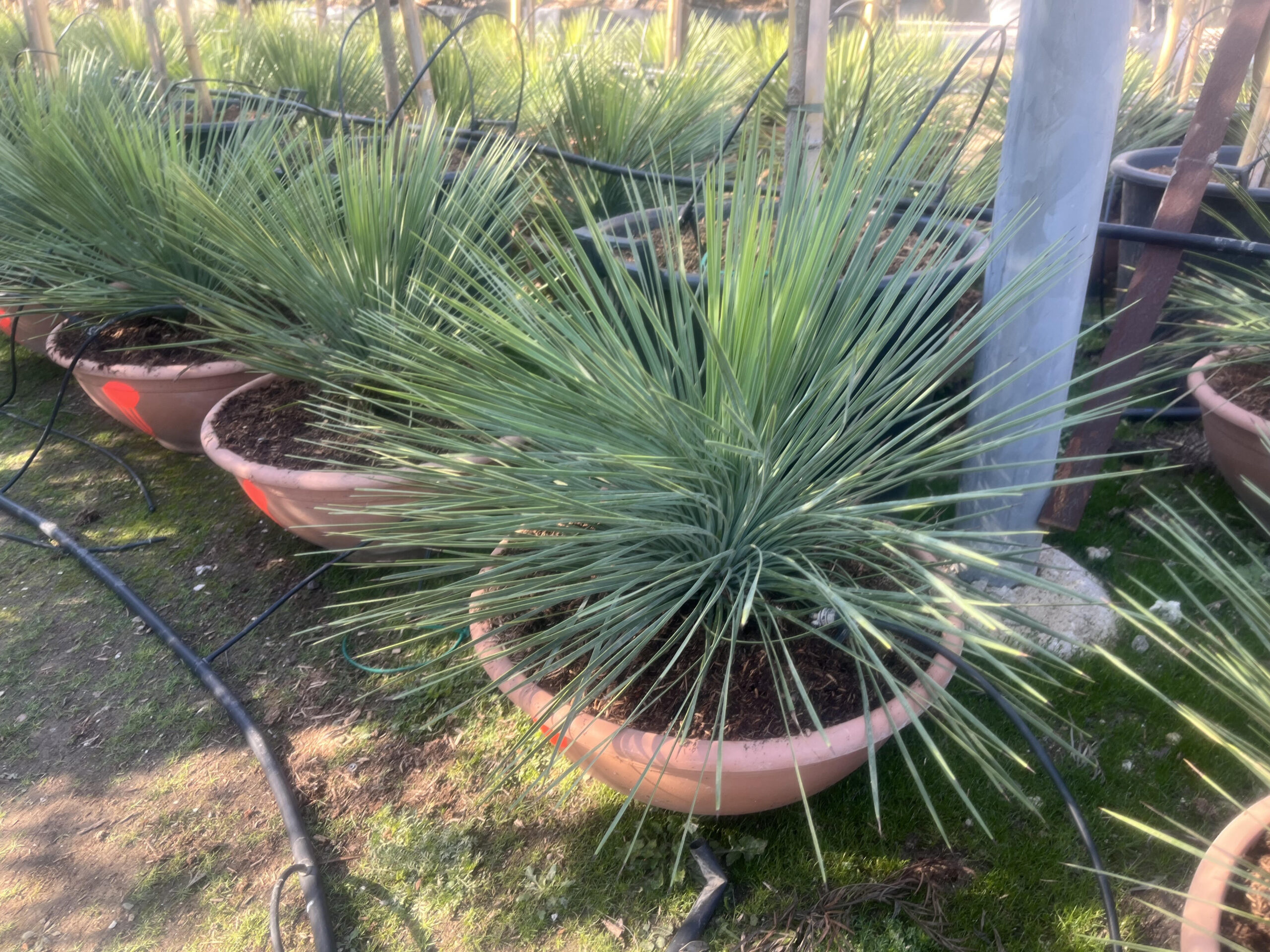 yuccaGloriosaVariegata30