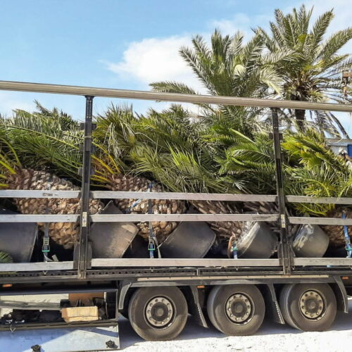 NÖVÉNYVÁLOGATÁS 2026