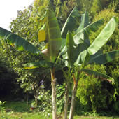 Pálmavilág - Egyéb egzotikumok