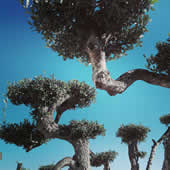 Pálmavilág - Olajfa