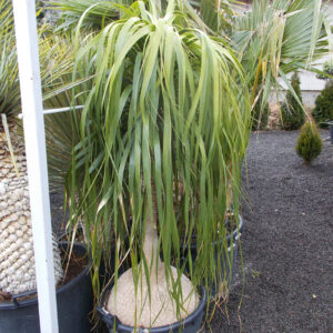 Beucarnea Recurvata ÚJ!