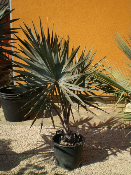 Bismarckia Nobilis teljes 180 cm.jpg_product