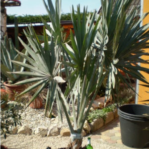 Bismarckia Nobilis törzs , teljes 225 cm